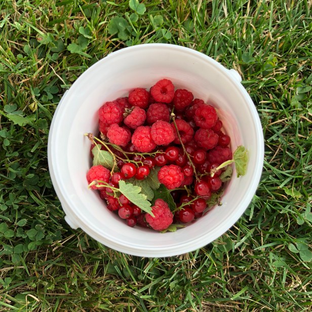 Svenska bär i stora lass!